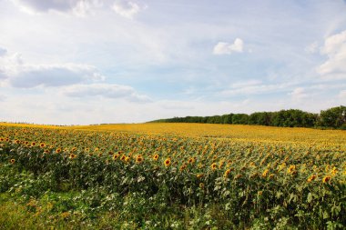 Mavi gökyüzüne karşı turuncu ayçiçeği tarlası. Tarım, manzara