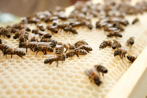 Witte Honingraat Met Bijen Een Bijenstal Bijenteelt — Stockfoto