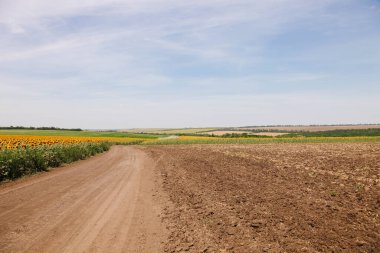 Mavi gökyüzüne karşı ayçiçeği tarlaları. Tarım, manzara.