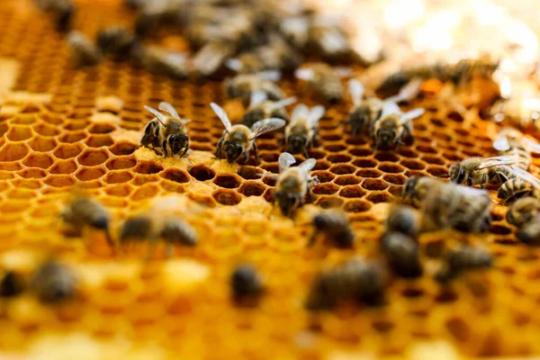 Золотые Соты Пчелами Пасеке Крупным Планом Апикультура — стоковое фото