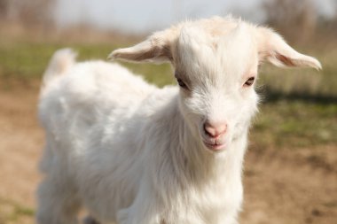Kırsaldaki bir çayırda otlayan küçük beyaz bir keçinin portresi..