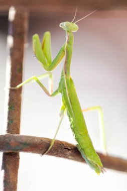 Paslı ızgarada küçük yeşil peygamber devesi.