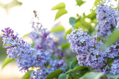 Pembe bahar arka planında gün batımında leylak çiçeği. Yaz parkında bahar geldi. Afiş çiçekli arka plan. Yüzeyin derinliği. Çiçekçiler, kadınlar günü, anneler günü, sevgililer günü, tatiller, konsept