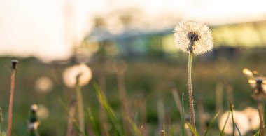 Çiçekçilik, Kadınlar Günü, Anneler Günü, Sevgililer Günü, Bayramlar Konsepti - Karahindiba ve kır çiçekleriyle süslenmiş pankart çayırı Yazın başında parka düşen güneş ışınlarına karşı siluet.