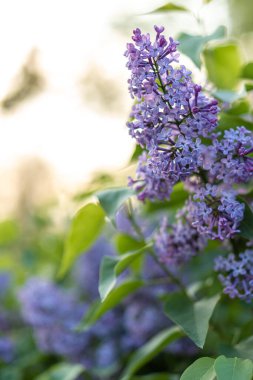 Pembe bahar arka planında gün batımında leylak çiçeği. Yaz parkında bahar geldi. Afiş çiçekli arka plan. Yüzeyin derinliği. Çiçekçiler, kadınlar günü, anneler günü, sevgililer günü, tatiller, konsept