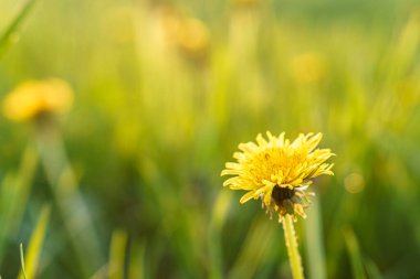 Çiçekçi, kadınlar günü, anneler günü, sevgililer günü, tatil konsepti - siluetli sarı karahindibalar ve kır çiçekleri ile yaz fotokopi alanında parka takılan güneş ışığına karşı çayır