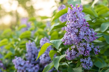 Pembe bahar arka planında gün batımında leylak çiçeği. Yaz parkında bahar geldi. Afiş çiçekli arka plan. Yüzeyin derinliği. Çiçekçiler, kadınlar günü, anneler günü, sevgililer günü, tatiller, konsept