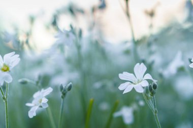 Çiçekçilik, botanik konsepti. Düşük makro açılı narin beyaz çiçekler. Gün batımının arka planına karşı yumuşak odaklı fotokopi alanı. Stellaria holostea 'ya yakın. L. ailesi Caryophyllaceae..