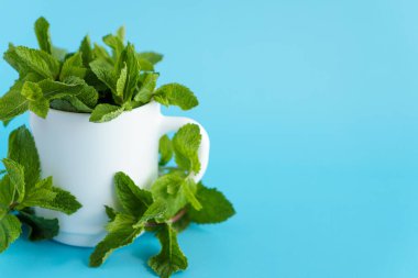Kafeler ve restoranlar, ferahlatıcı içecekler, doğal ürünler, sağlıklı gıda konsepti - beyaz çay fincanının içinde taze yeşil dallar ve nane yaprakları serili kahve mugon mavi arka plan fotokopi alanı