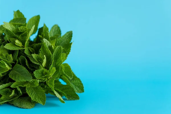 Cafes and restaurants, refreshing drinks, natural products, healthy food concept - laying out bundles of fresh green twigs and mint leaves lying on a pile bright blue background copy space. — Stock Photo, Image