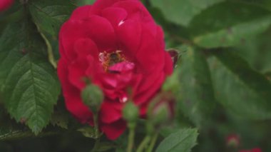 Çiçekçilik, botanik, doğa, tatil ve hediye konsepti - Arının içindeki çalılıkta açan güzel kırmızı gül, patilerinde nektar ve sarı polen toplar. Yazın güneşli havalarda çiçek açan bitkiler..