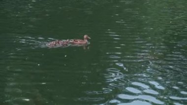 Vahşi yaşam, kuşlar, hayvanat bahçeleri, Avrupa Paskalya konsepti - dört küçük ördek yavrusuyla vahşi kahverengi ördek birlikte yüzer ve alg ve gaga balığı yer ve su üzerinde zambak yetiştiren eski baraj, göl veya nehir havuzunda.