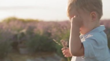 Çocukluk, Provence tarzı konsept - mutlu, küçük, siyah saçlı, Orta Doğu görünümlü çocuk yaz akşamından önce lavanta tarlasında çiçek çalıları arasında neşe içinde koşuyor.