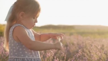 Geniş aile, babalık, çocukluk, annelik, provence tarzı konsept - küçük oğlu ve kızı olan mutlu genç bir kadın yaz akşamından önce lavanta tarlasında annesinin kollarını istiyor.