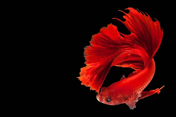 赤ハーフ ムーン ツインテール シャムの戦いの魚 黒い背景に Splendens の戦い — ストック写真