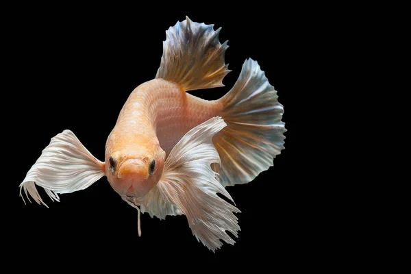 Close Art Movement Betta Fish Siamese Fighting Fish Isolated Black — Stock Photo, Image