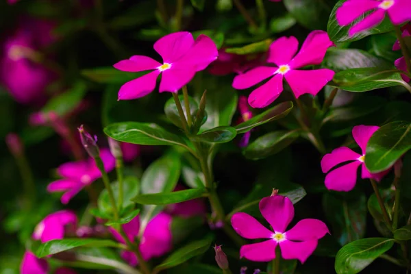 Güzel pembe çiçekler buket pembe çiçek