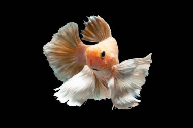 Betta balıklarının sanat hareketini kapat, Siyam dövüşçüleri siyah arka planda izole edilmiş balıklar. Güzel sanat tasarımı kavramı..