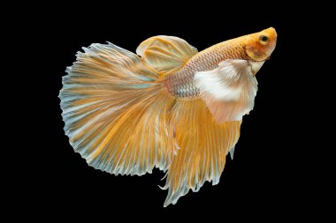 Daha iyi Siyam mücadele balık, Betta splendens, popüler akvaryum balık. Büyük kulaklar dumbo altın sarı parlak yarım ay uzun kuyruk daha iyi mücadele yüz siyah izole hareket