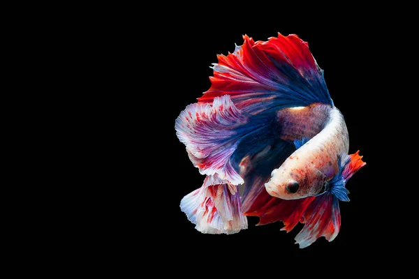 Betta 暹罗斗鱼 Betta 芨芨草解放军 卡德咬鱼泰 流行水族鱼 红色白色蓝色泰国旗子半月亮被隔绝在黑 — 图库照片