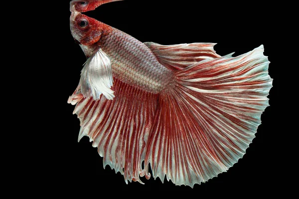 Betta Siamese fighting fish, Betta splendens , popular aquarium fish. Big ears dumbo Red white half moon long tail Betta Fighting motion face isolated on black