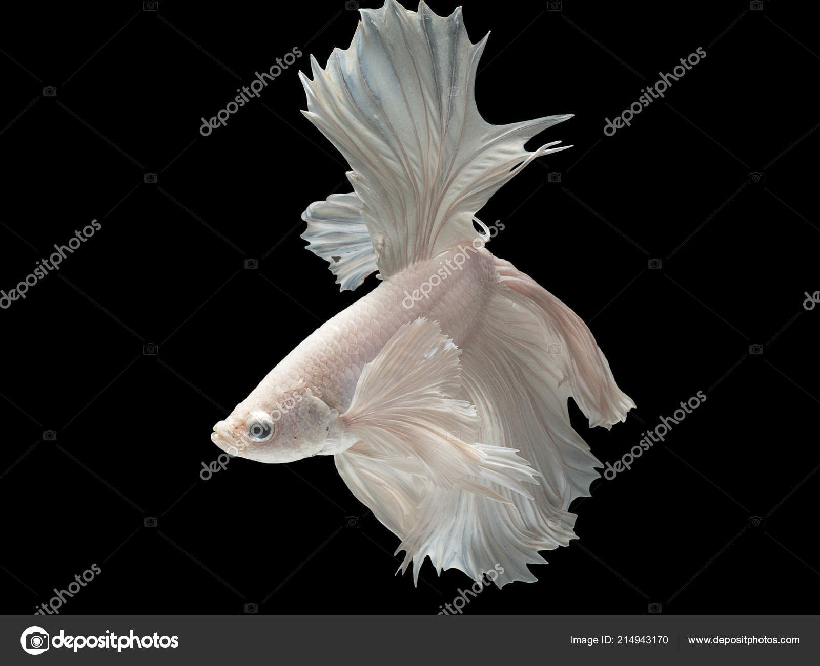 Betta Siamese Fish Splendens Aquarium White Stock Photo by ©Ekachai.S 214943170