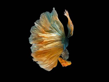 Daha iyi Siyam mücadele balık, Betta splendens, popüler akvaryum balık. Siyah izole yeşil sarı metalik parlak yarım ay uzun kuyruk daha iyi mücadele hareket yüz