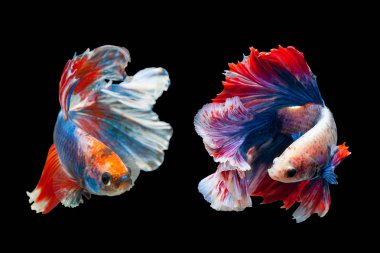 Daha iyi Siyam mücadele balık, Betta splendens Pla-kad ısırma balık Tayland, popüler akvaryum balık. Kırmızı beyaz mavi Tayland bayrağı yarım ay siyah izole