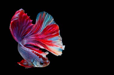 Daha iyi Siyam mücadele balık, Betta splendens Pla-kad ısırma balık Tayland, popüler akvaryum balık. Kırmızı beyaz mavi Tayland bayrağı yarım ay siyah izole
