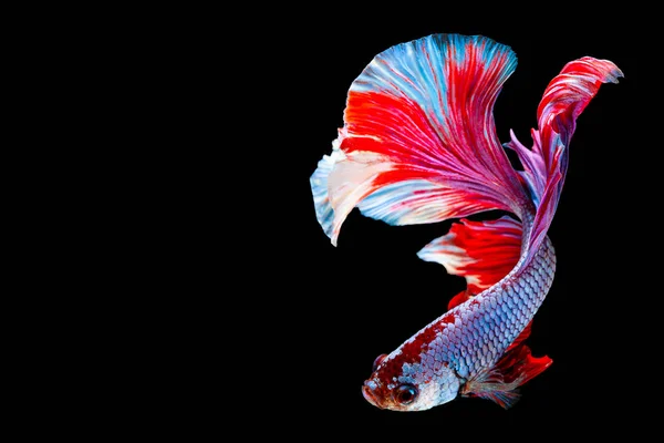 Betta Siamese Peixe Lutador Betta Splendens Pla Kad Peixe Mordedor — Fotografia de Stock