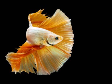 Betta balıklarının sanat hareketini kapat, Siyam dövüşçüleri siyah arka planda izole edilmiş balıklar. Güzel sanat tasarımı kavramı..