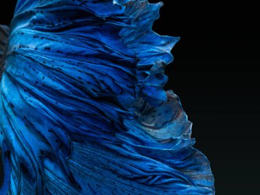Daha iyi Siyam mücadele balık, Betta splendens, popüler akvaryum balık. Beyaz izole süper mavi parlak yarım ay uzun kuyruk daha iyi mücadele hareket yüz