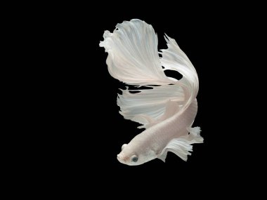 Daha iyi Siyam mücadele balık, Betta splendens, popüler akvaryum balık. İzole siyah üzerine beyaz platin yarım ay uzun kuyruk daha iyi mücadele hareket yüz
