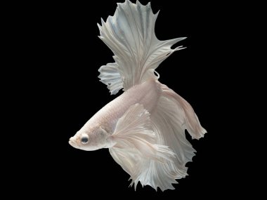 Daha iyi Siyam mücadele balık, Betta splendens, popüler akvaryum balık. İzole siyah üzerine beyaz platin yarım ay uzun kuyruk daha iyi mücadele hareket yüz