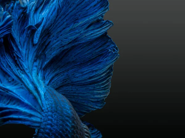 Betta Bojovnice Betta Splendens Populární Akvarijní Ryby Super Modré Lesklé — Stock fotografie