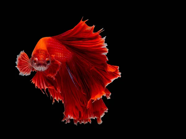 Röda Halvmåne Svansar Siamesisk Kampfisk Fighting Fisk Betta Splendens Svart — Stockfoto
