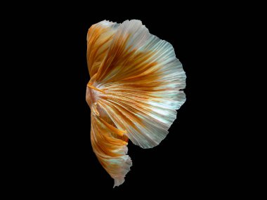 Betta balıklarının sanat hareketini kapat, Siyam dövüşçüleri siyah arka planda izole edilmiş balıklar. Güzel sanat tasarımı kavramı..