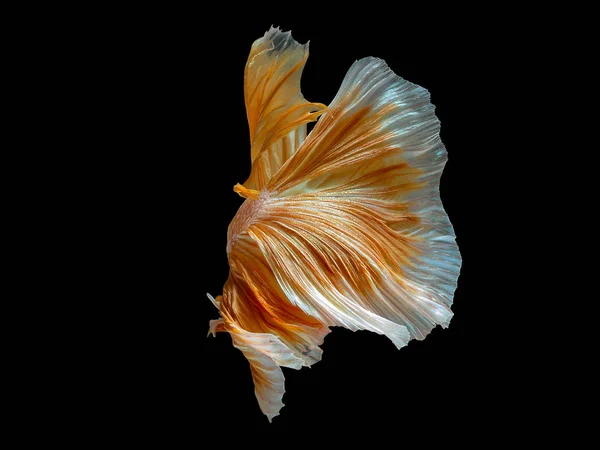 Close Art Movement Betta Fish Siam Fighting Fish Isolated Black — Stok Foto