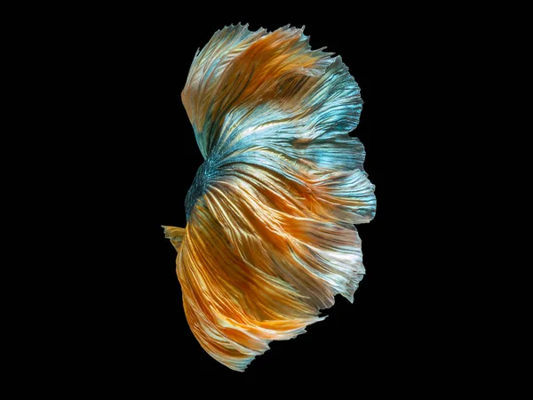 Betta Siamese Fighting Fish Betta Splendens Beliebte Aquarienfische Grün Gelb — Stockfoto