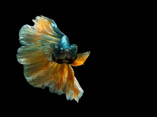 Betta Siamesiska Striderna Fisk Betta Splendens Populära Akvariefiskar Grön Gul — Stockfoto