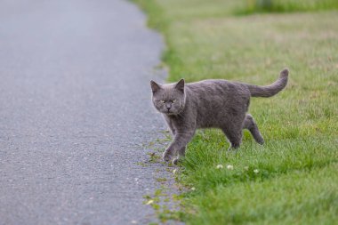 Güzel gri kedi çimlerden asfalt yola dikkatlice yürür ve etraftaki her şeyi dikkatle izler.