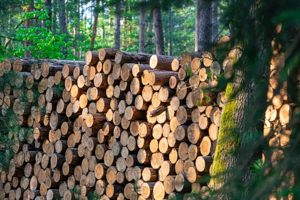 Prachtig Gekapte Stammen Van Naaldbomen Een Rij Het Bos Houtkap — Stockfoto