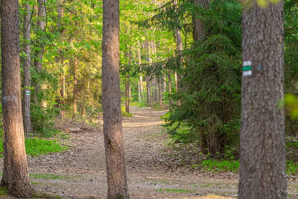 Лісова Стежка Позначками Пішохідних Стежок Здоровий Спосіб Життя Вправи Свіжому — стокове фото