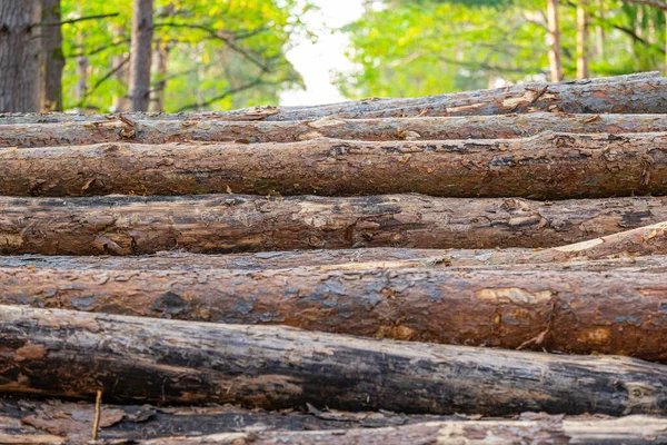 Houten Stammen Gekapt Het Bos Detail Van Structuur Schors Houtkap — Stockfoto