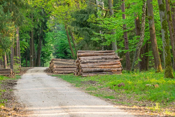 Estrada Florestal Com Troncos Árvores Abatidas Prontos Para Remoção Transformação — Fotografia de Stock