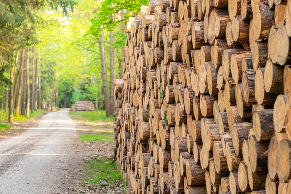 Groot Aantal Houten Boomstammen Gestapeld Door Een Bosweg Wachten Worden — Stockfoto