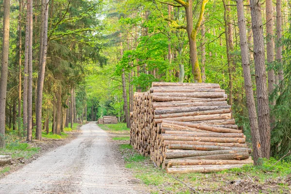 Troncos Árvores Empilhados Por Uma Estrada Florestal Colheita Árvores Secas — Fotografia de Stock