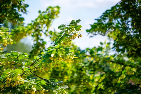 Flores Tília Maduras Ramos Árvores Adequados Para Colheita Para Preparação — Fotografia de Stock