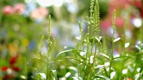 Fizostegia bourgeons dans le jardin d'été. Plante obéissante Physostegia virginiana