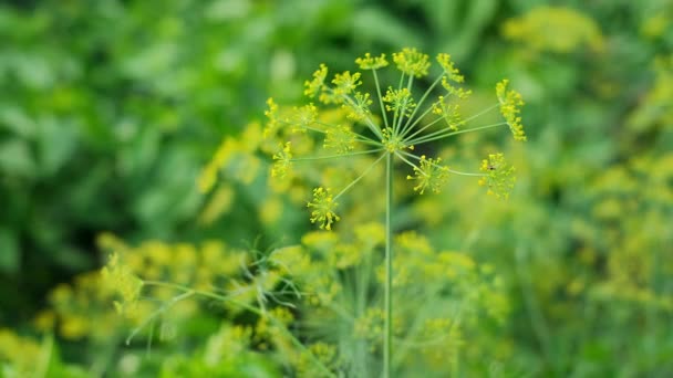 Blommande fänkål i en trädgård och flygande insekt. Mikrokosmiska trädgårdsväxter — Stockvideo